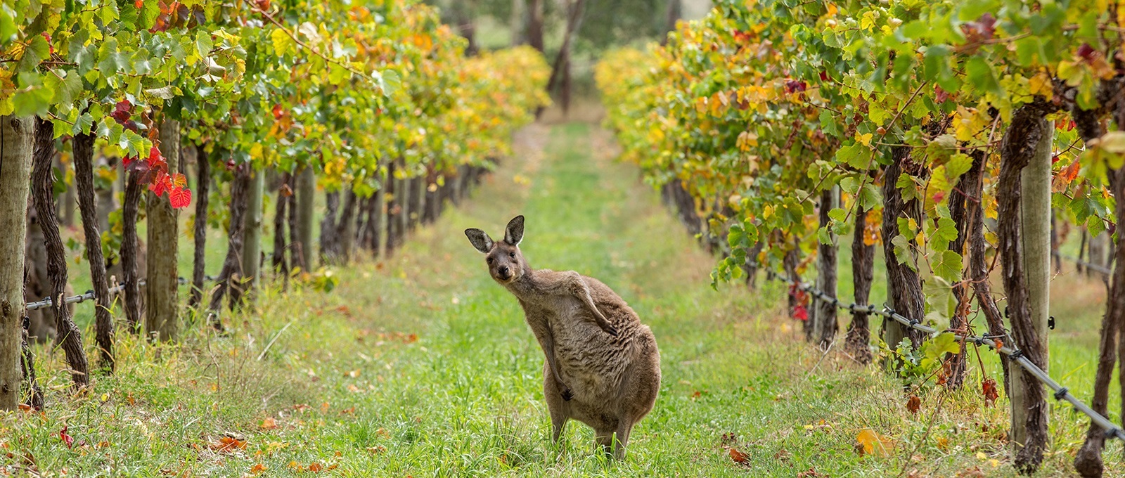 Forrestal Wine Merchants